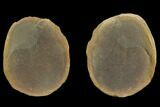 Fossil Jellyfish (Essexella) In Ironstone, Pos/Neg - Illinois #120916-1